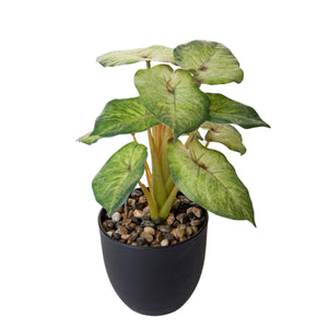 Set 3 Piante Artificiali Syngonium Podophyllum in Vasi 26 cm