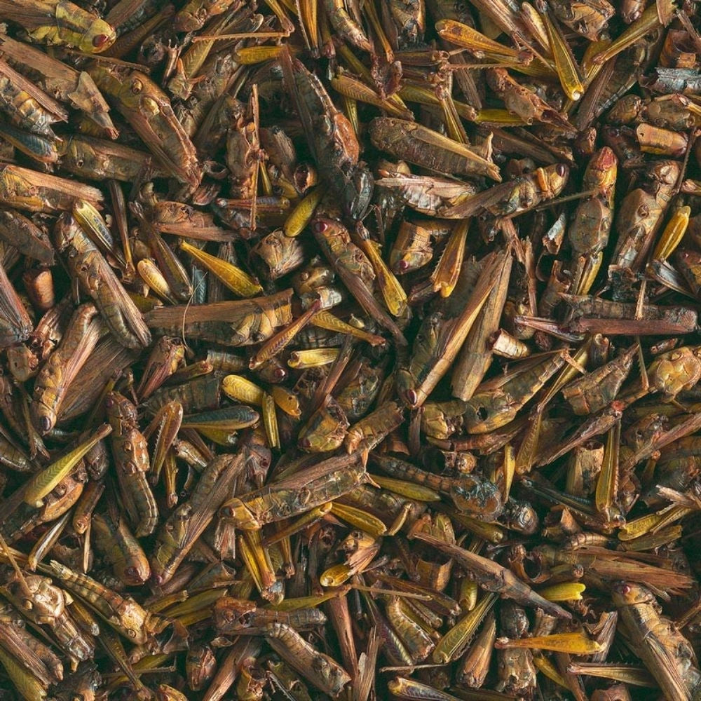 Tetra ReptoDelica Grasshoppers 250ml/25gr - Cavallette per Tartarughe Acquatiche e rettili carnivori
