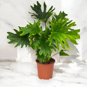 Gardenaria Philodendron 'Lickety Split' - Pianta da interno ornamentale Altezza: 45 cm (vaso 19)