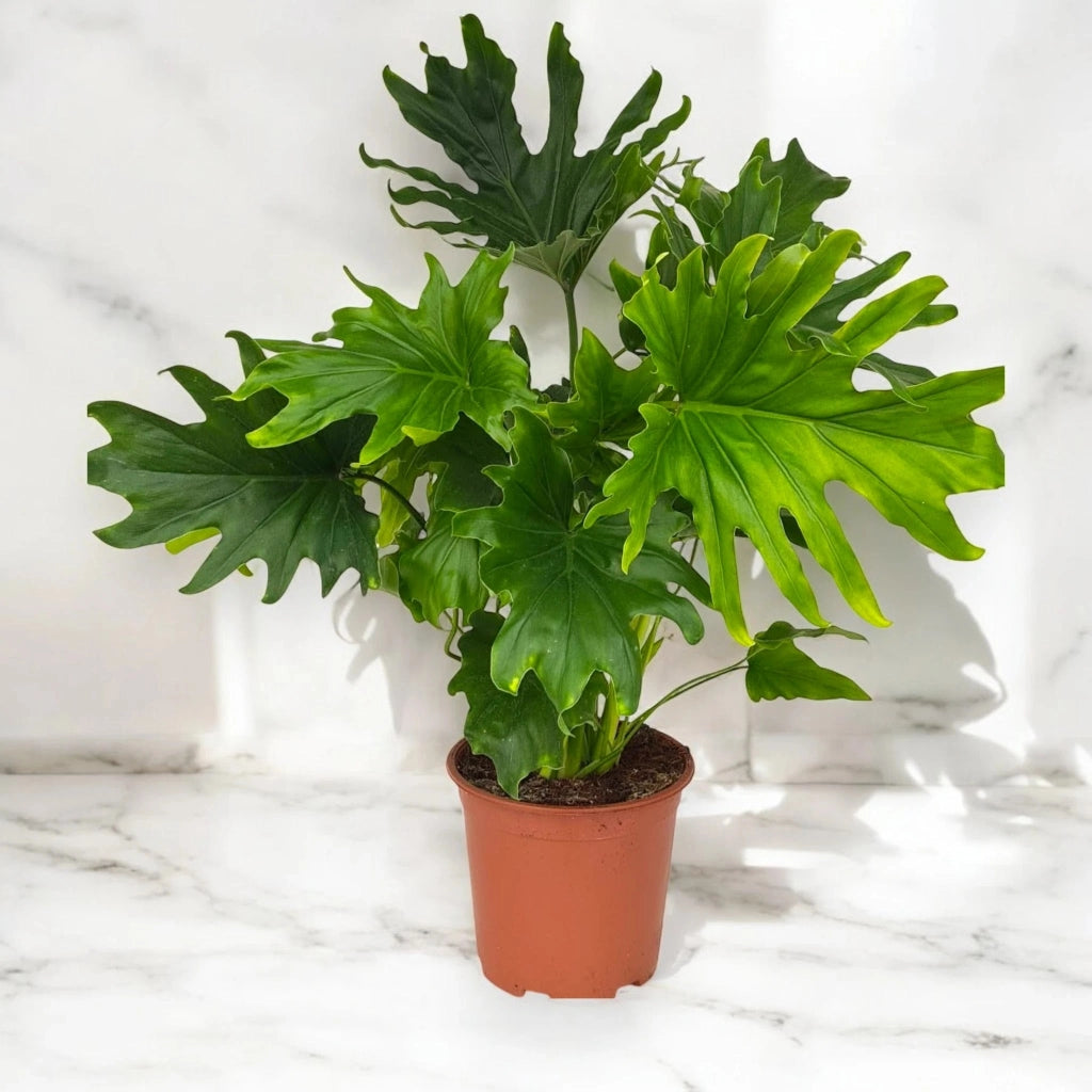 Gardenaria Philodendron 'Lickety Split' - Pianta da interno ornamentale Altezza: 45 cm (vaso 19)