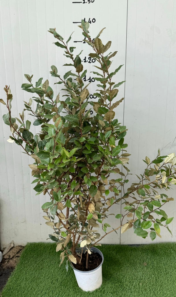 Eleagnus Ebbingei vaso 18cm H 110cm