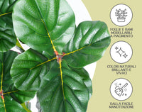 Pianta Finta Da Interno Artificiale Grandi Varie Altezze 100/150/180 Cm Artificiali Vari Modelli Modellabili Decorazioni Casa Ufficio - Fico Foglia Violino - Altezza 100cm