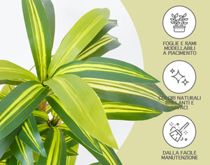 Pianta Finta Da Interno Artificiale Grandi Varie Altezze 100/150/180 Cm Artificiali Vari Modelli Modellabili Decorazioni Casa Ufficio - Dracaena - Altezza 100cm