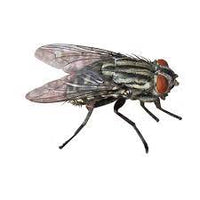 CIPEKILL INSETTICIDA per interni esterni ZANZARE MOSCHE FORMICHE BLATTE 1Lt Zapi