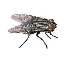 CIPEKILL INSETTICIDA per interni esterni ZANZARE MOSCHE FORMICHE BLATTE 1Lt Zapi