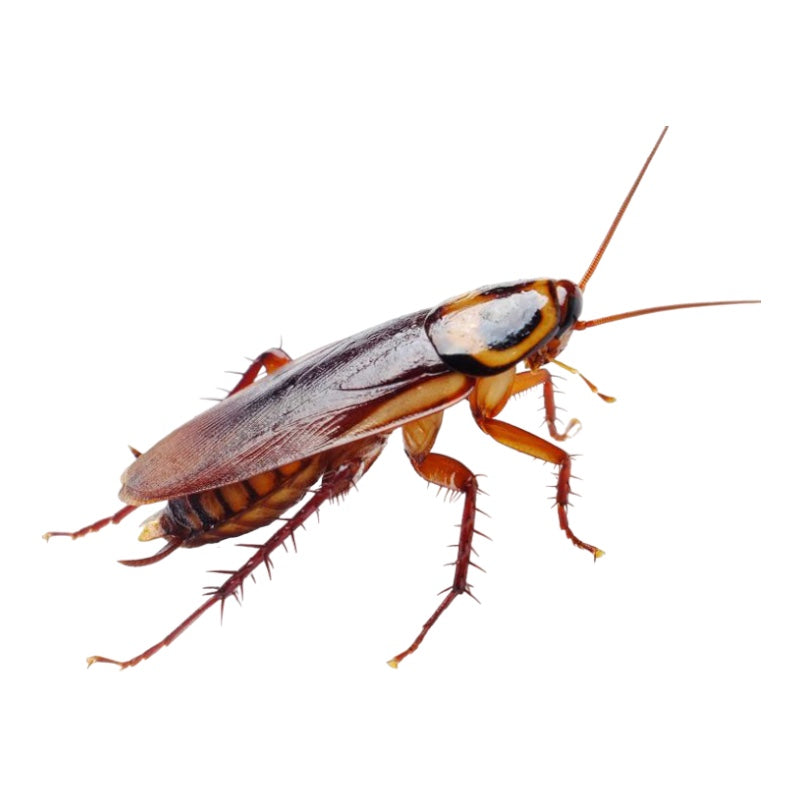 CIPEKILL INSETTICIDA per interni esterni ZANZARE MOSCHE FORMICHE BLATTE 1Lt Zapi