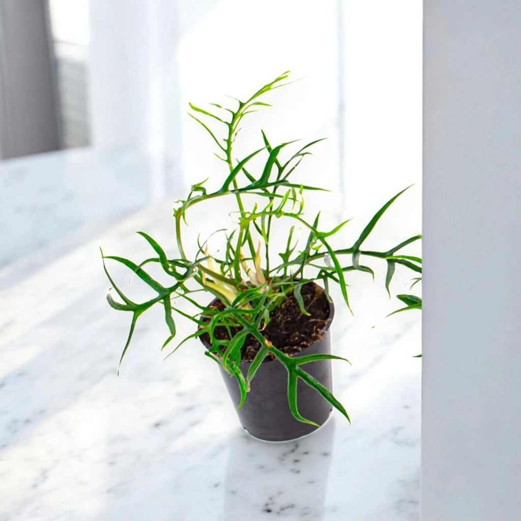 Gardenaria Philodendron tortum 'Good luck' - Pianta da interno ornamentale Altezza: 30 cm (vaso 12)