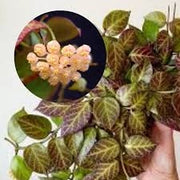 Hoya HOYA SUNRISE VASO 12 Pianta Tropicale da Collezione