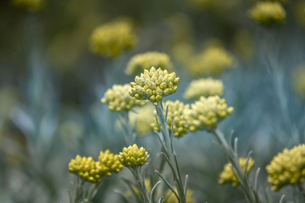 HELICHRYSUM ITALICUM CESP.25