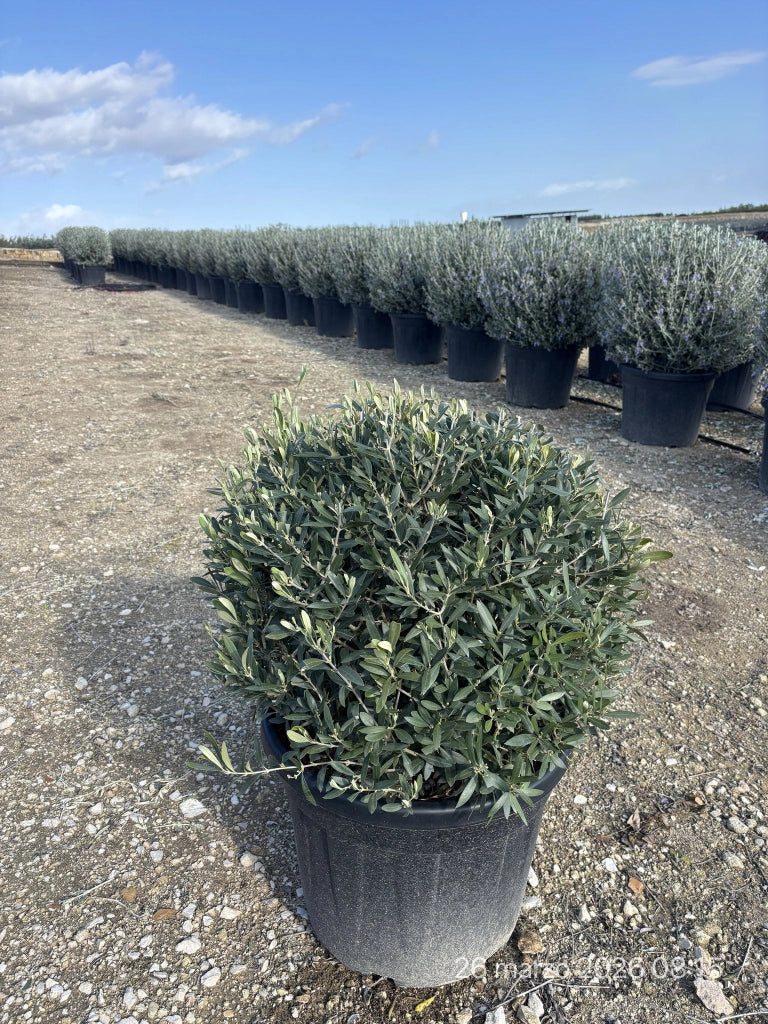 OLEA EUROPAEA PALLA 55 CIPRESSINO