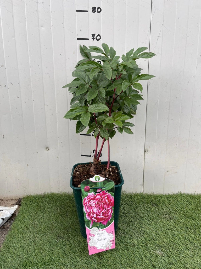 Pianta di PEONIA Lactiflora Jadwiga rosa scuro a porpora Foto Reali