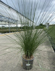 Gardenaria Muhlenbergia capillaris - Graminacea ornamentale da esterno Altezza: 120 cm (vaso 24)