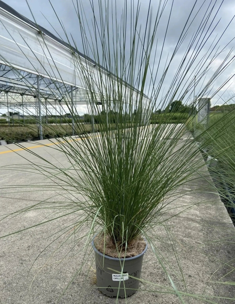 Gardenaria Muhlenbergia capillaris - Graminacea ornamentale da esterno Altezza: 120 cm (vaso 24)