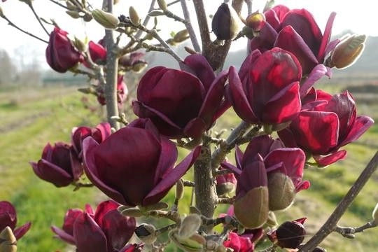 PIANTA DI MAGNOLIA X 'GENIE'  VASO 18CM