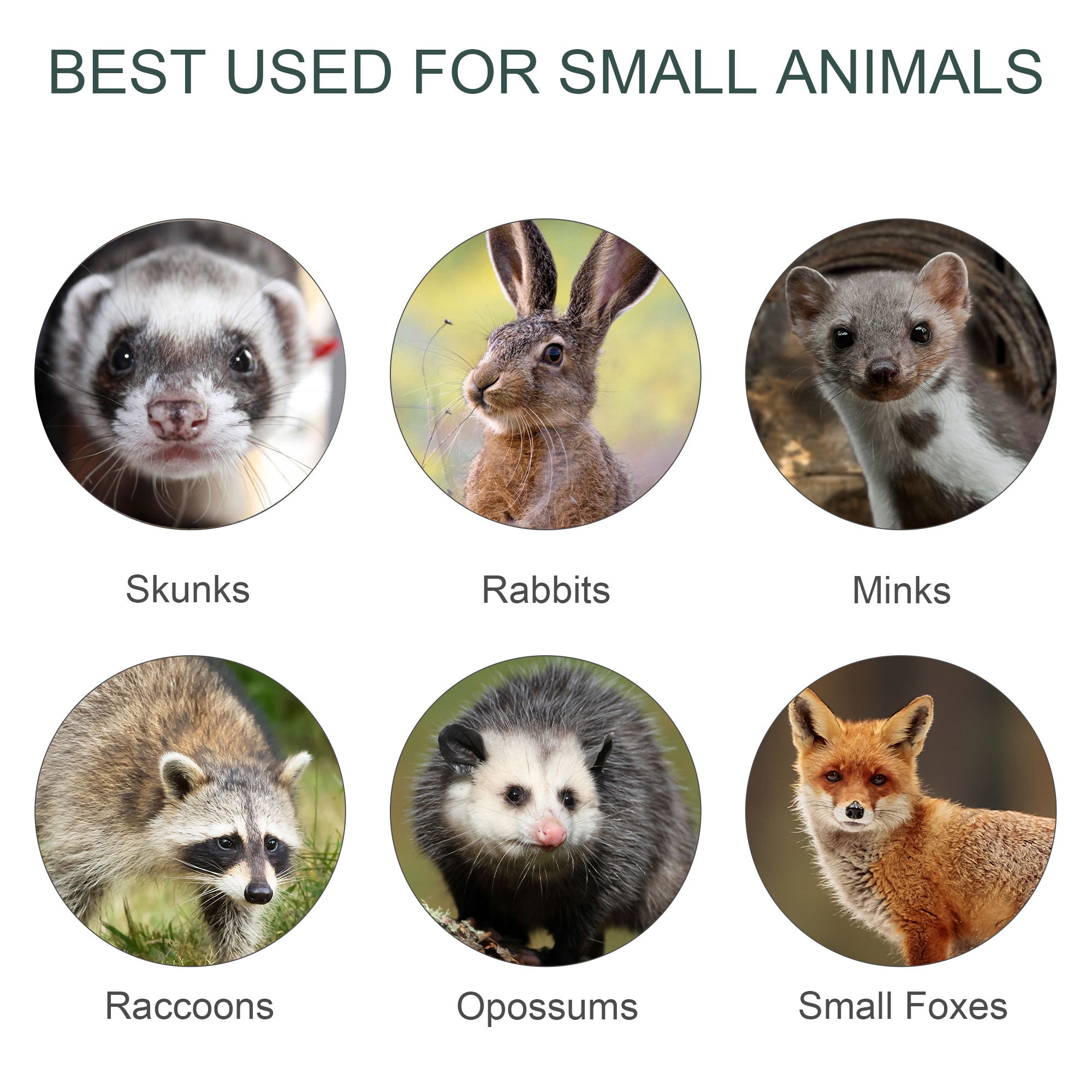 Gabbia Trappola per Animali Vivi Piccoli con Doppia Porta e Maniglia 80x25x30cm Verde Scuro