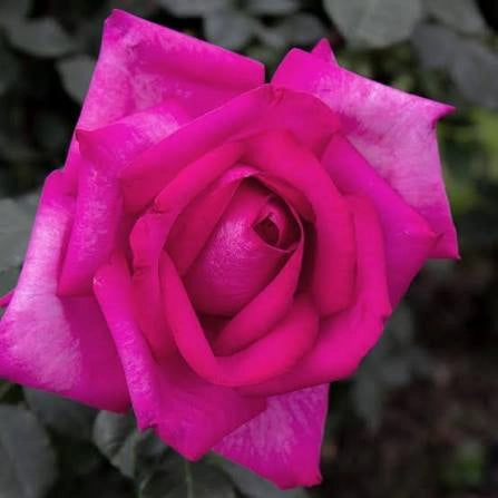 Rosa Wanda Ferragamo® - Rosa da Giardino a Grandi Fiori Rifiorente