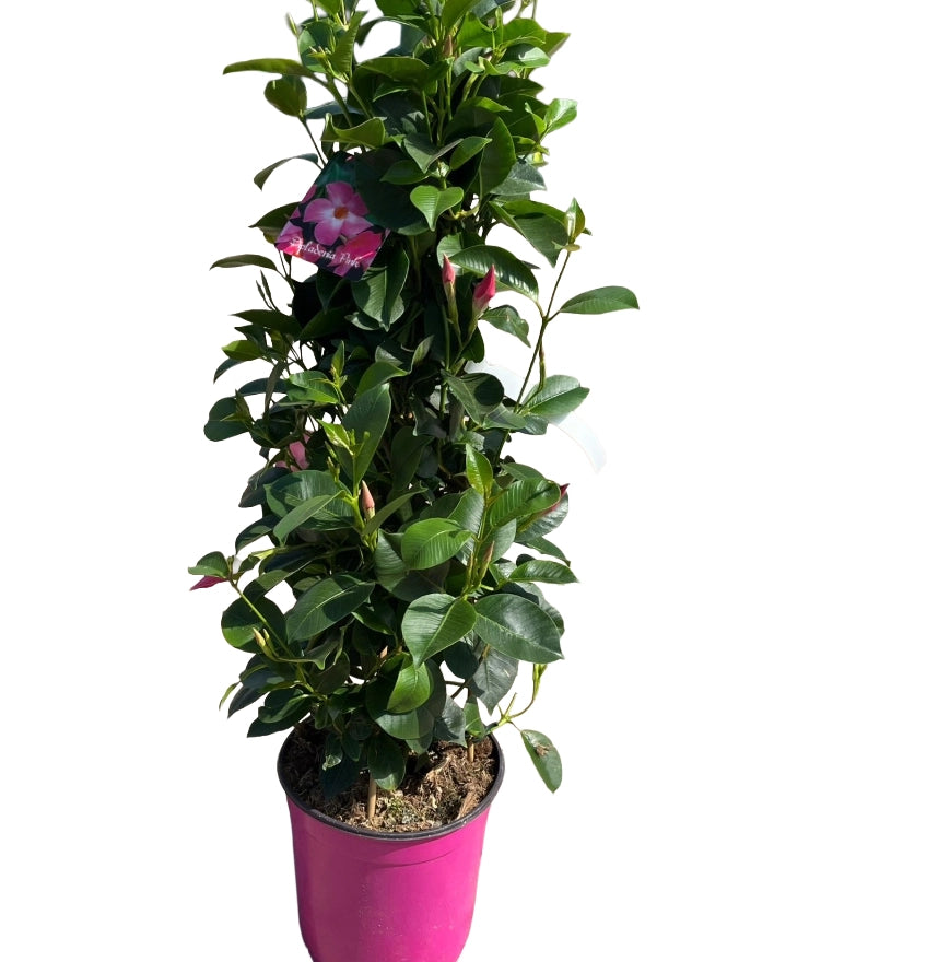 Dipladenia piramide Fiore Rosa in vaso 19 cm AMDGarden