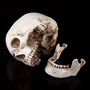 Decorazione da Halloween - Scheda Anatomica con Onderkaak Removibile - Materiale Polyuretano Resistente al Sostegno e Resistente ai Contatti