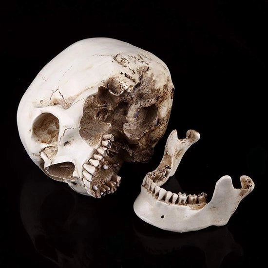 Decorazione da Halloween - Scheda Anatomica con Onderkaak Removibile - Materiale Polyuretano Resistente al Sostegno e Resistente ai Contatti