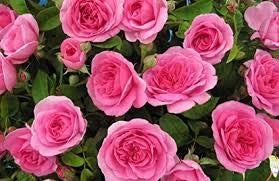Rosa Gertrude Jekyll: profumo intenso e fioritura romantica inglese
