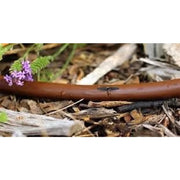 Rain bird dripline xfd 16 mm, 33 cm - bilanciante della pression