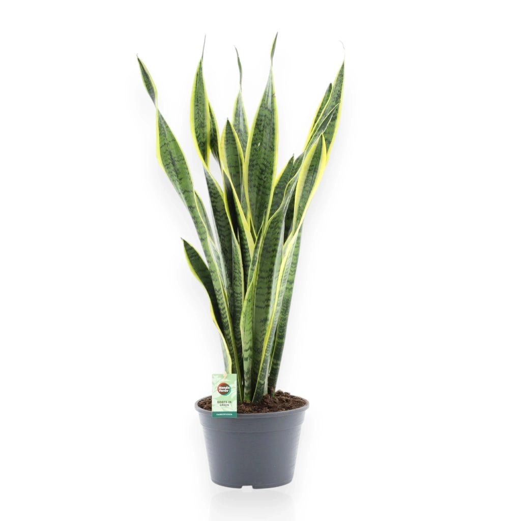 Gardenaria Sansevieria trifasciata 'Laurentii' - Pianta da interno ornamentale Altezza: 60 cm (vaso 14)
