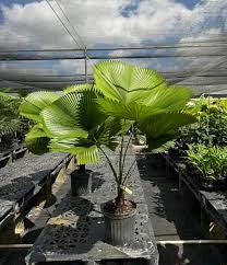 Licuala peltata h 200 cm in vaso 45 cm palma tropicale elegante