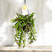 Gardenaria Hoya wayetii 'Tricolor' - Pianta da interno ornamentale Altezza: 15 cm (vaso 14)
