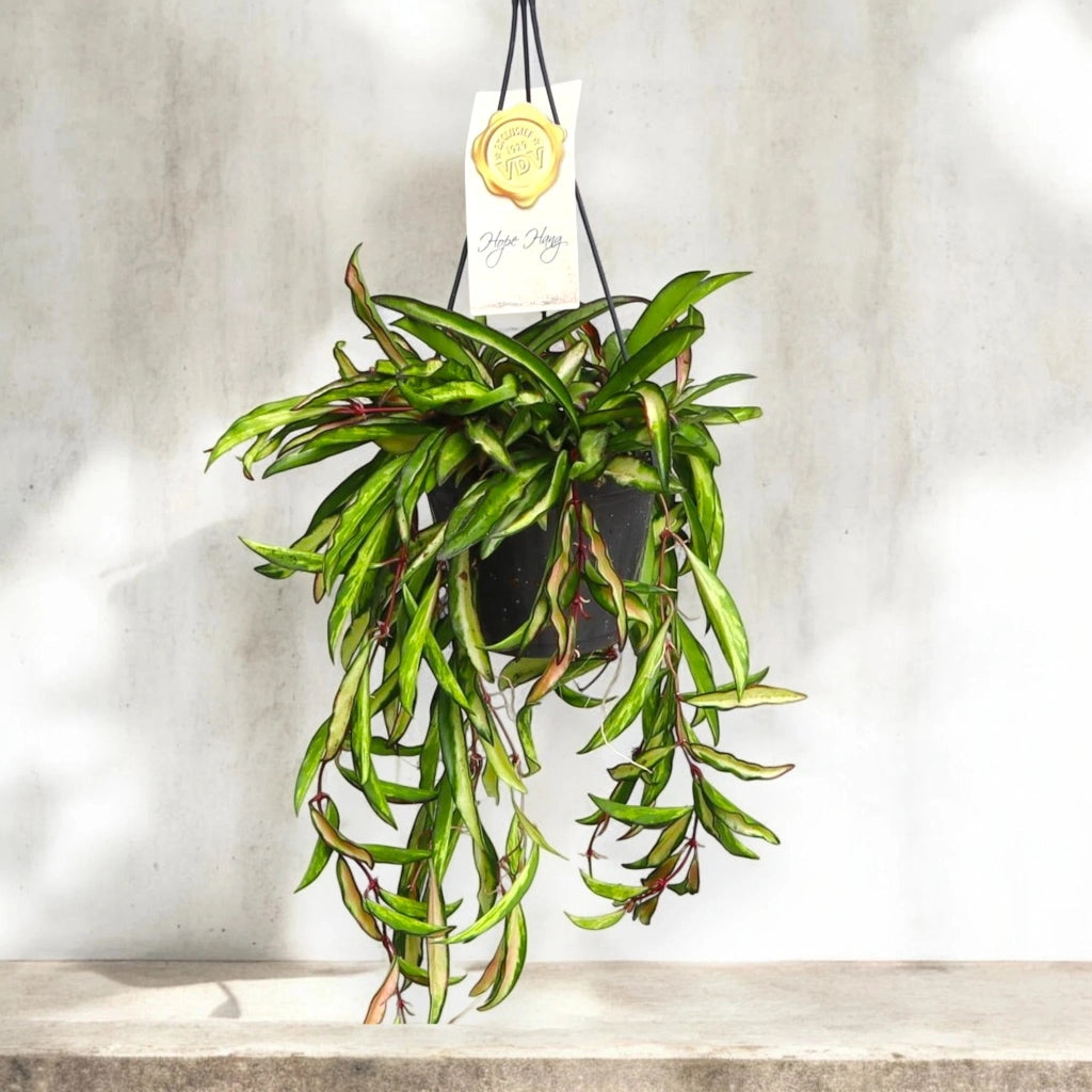 Gardenaria Hoya wayetii 'Tricolor' - Pianta da interno ornamentale Altezza: 15 cm (vaso 14)