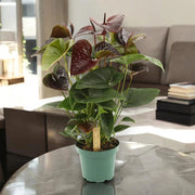 Gardenaria Anthurium andreanum 'Essencia' - Pianta da interno ornamentale Altezza: 50 cm (vaso 14)