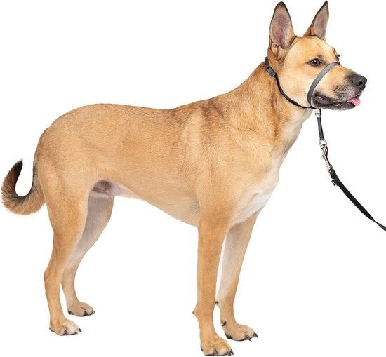 Cinturino anti-pulsa con corda di 1,5 m - Soluzione definitiva contro il trascinamento - Guida il trascinamento del vostro cane per camminate più facili - Aiuta a riacquisire il controllo (taglia S) - grigio