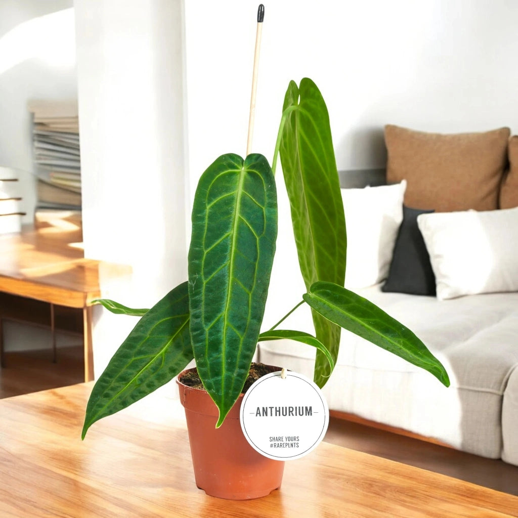 Gardenaria Anthurium warocqueanum - Pianta da interno ornamentale Altezza: 40 cm (vaso 12)