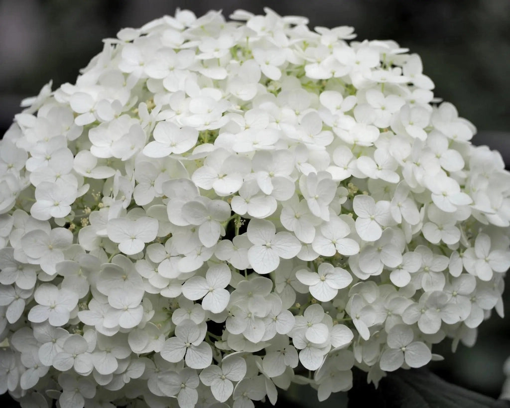 Gardenaria Ortensia - Hydrangea arborescens 'Annabelle' - Pianta acidofila ornamentale da esterno Altezza: 30/40 cm (vaso18)