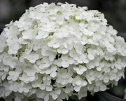 Gardenaria Ortensia - Hydrangea arborescens 'Annabelle' - Pianta acidofila ornamentale da esterno Altezza: 30/40 cm (vaso18)