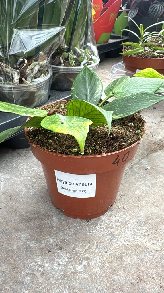 Hoya surigoensis – Pianta tropicale rara da interno con fogliame ornamentale
