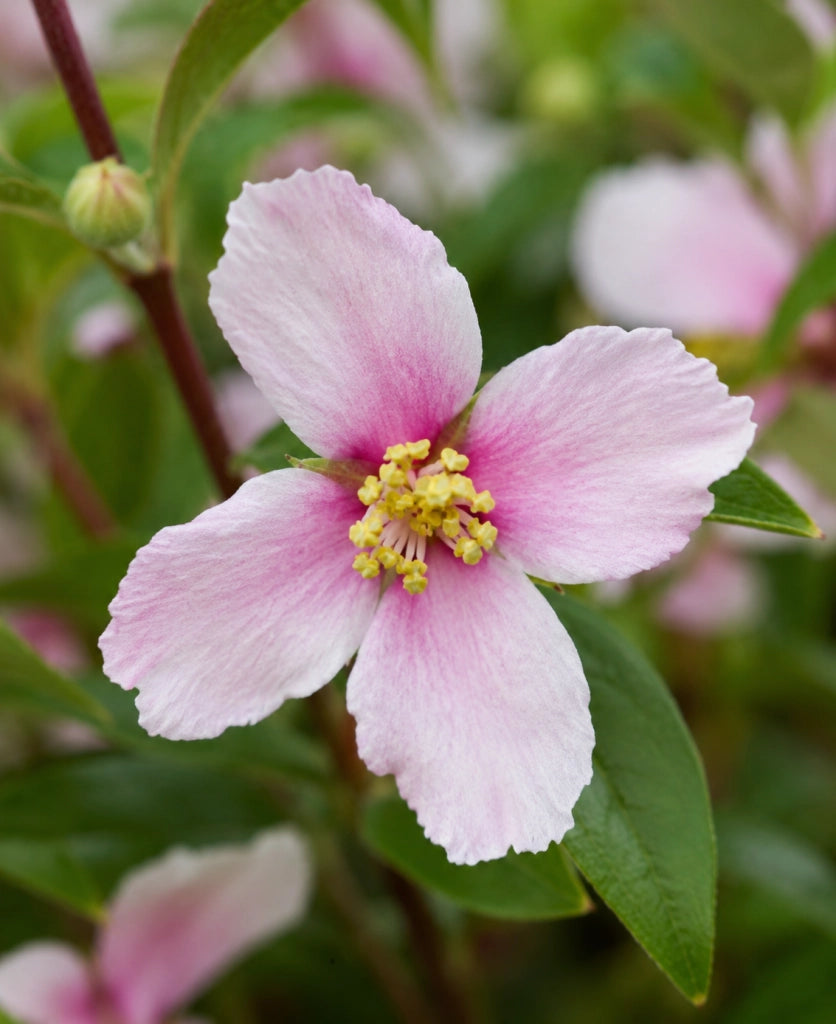 Gardenaria Filadelfo - Philadelphus 'Petite Perfume Pink' - Arbusto ornamentale da giardino Altezza: 40/60 cm (vaso19)
