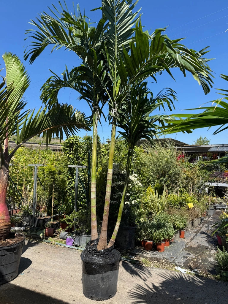 Adonidia merrillii Touffe H 3,5 m foto reale  Palma rara ornamentale tropicale