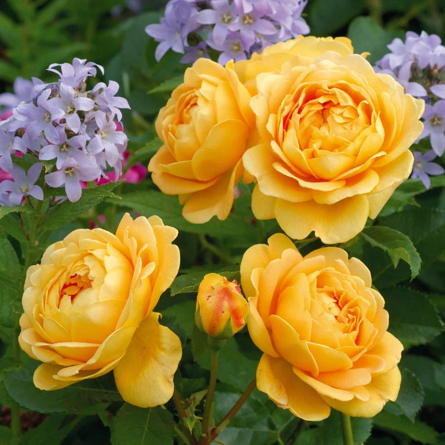 Gardenaria Rosa 'Golden Celebration' - Rosa da giardino Altezza: 40/50 cm (vaso20)