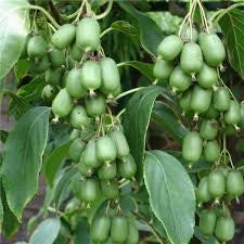 Pianta di Mini Kiwi Autofertile - Actinidia Arguta (varietà VITIKIWI)
