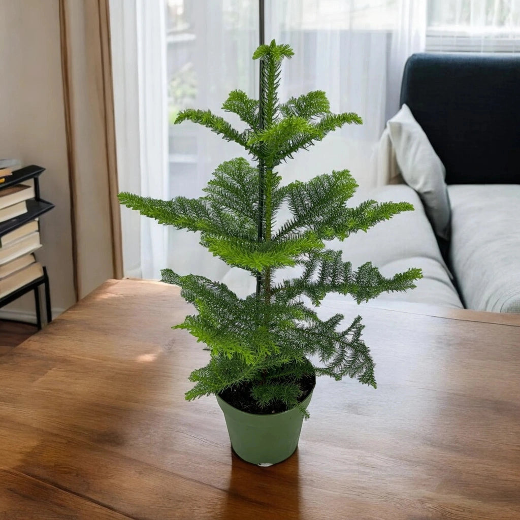 Gardenaria Araucaria - Pianta da interno ornamentale Altezza: 100 cm (vaso 21)