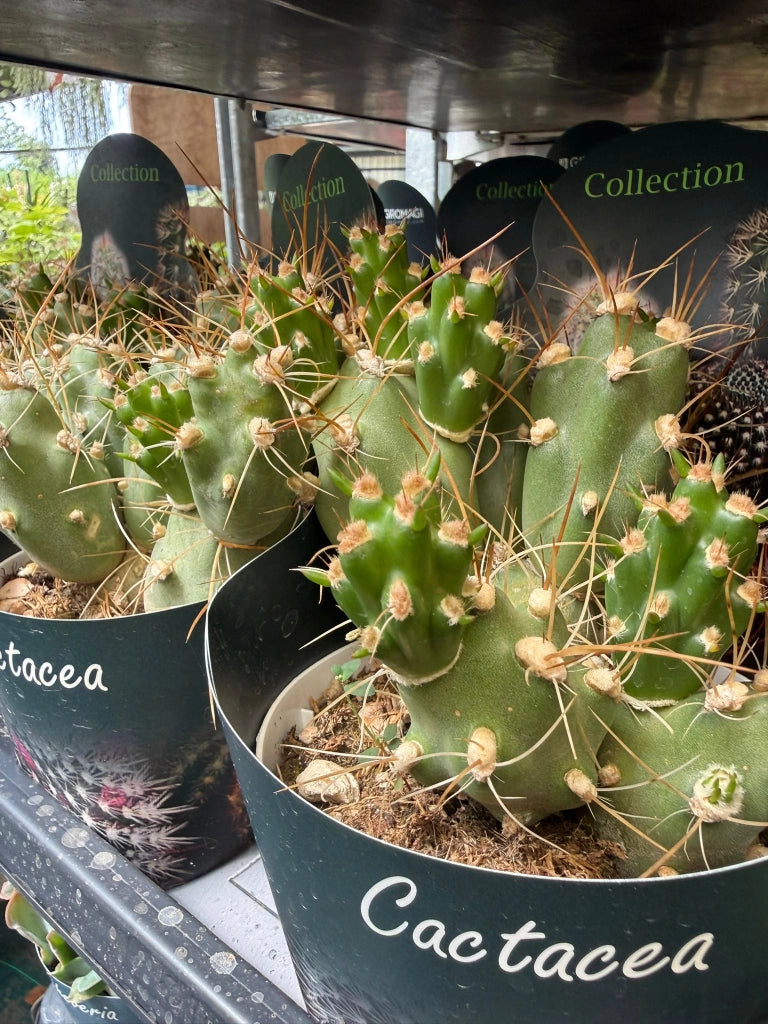 Tephrocactus alboareolatus vaso 14 cm – Cactus raro