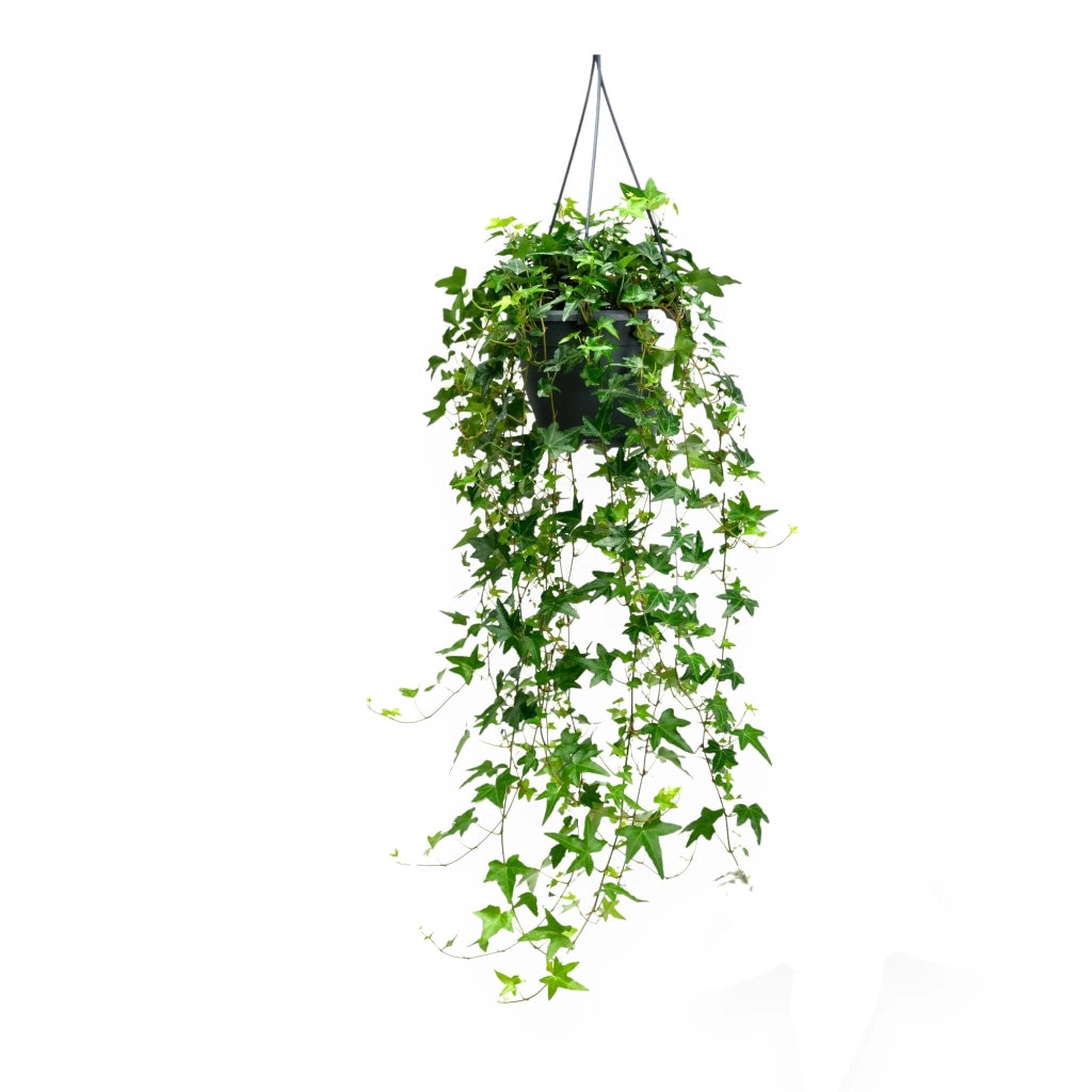 Gardenaria Edera - Hedera helix 'Jacobine' - Pianta da interno ornamentale Altezza: 50 cm (vaso 19)