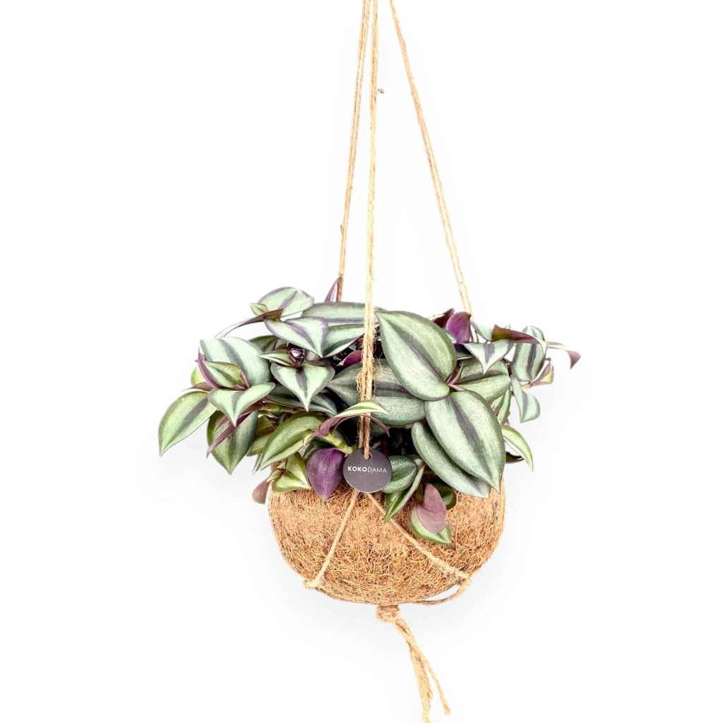 Gardenaria Tradescantia zebrina 'Purpusii' kokedama - Pianta da interno ornamentale Altezza: 25 cm (vaso 15)