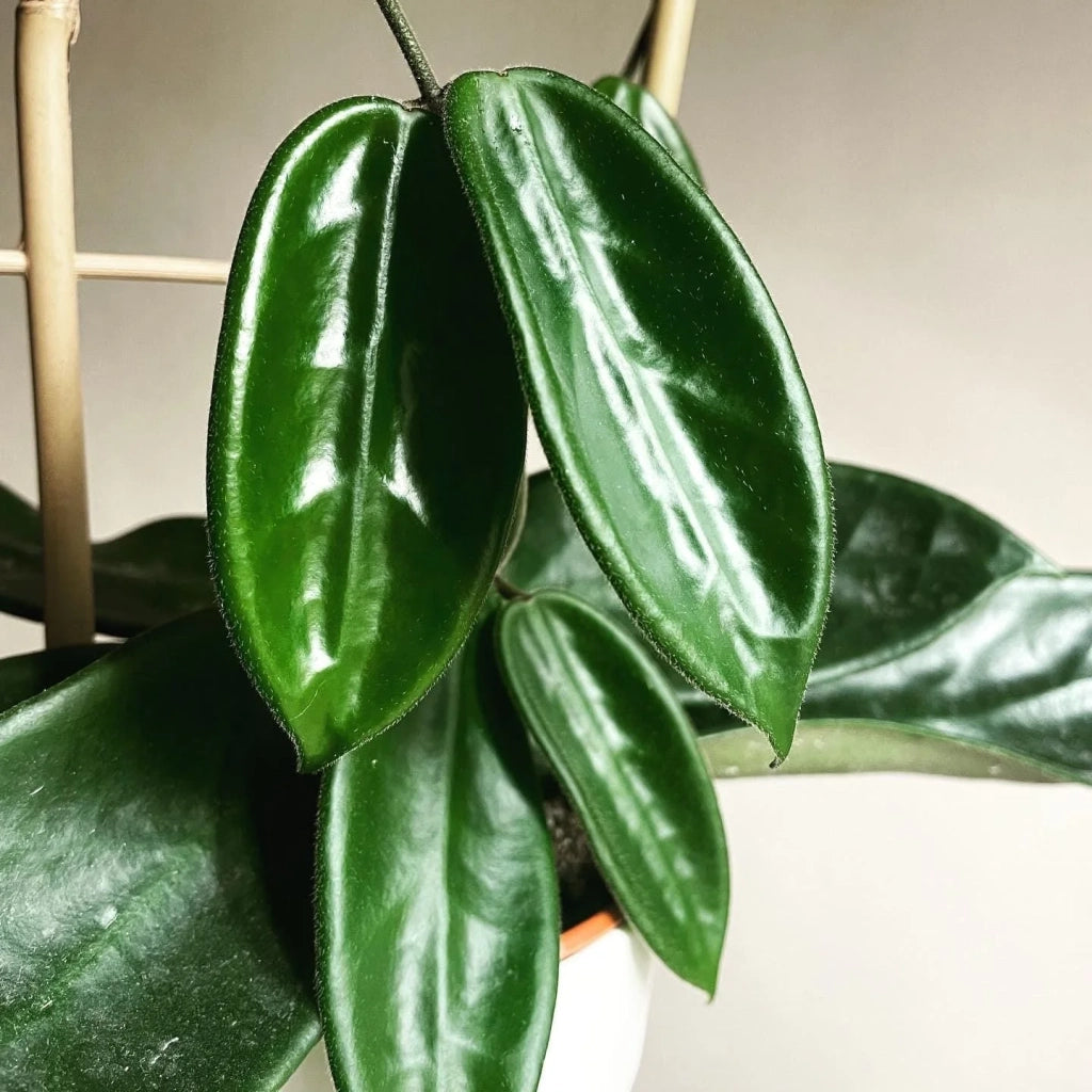 Hoya vangviengiensis – Pianta tropicale rara da interno vaso 12 cm