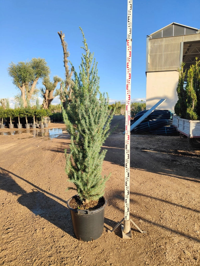 Cedro dell'Himalaya Cedrus Deodara Vaso 45 cm Conifera Sempreverde Arborea
