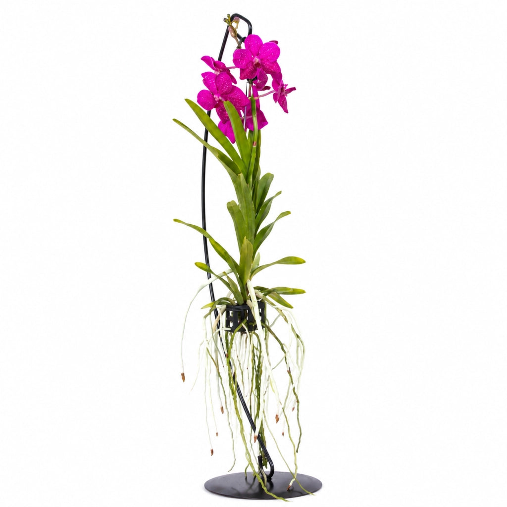 Gardenaria Vanda con supporto - Pianta da interno ornamentale Altezza: 70 cm (vaso 15)