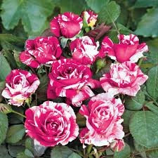 Rosa Scentimental: striature uniche e profumo intenso per giardini vivaci