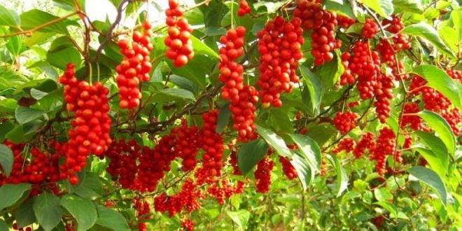 SCHISANDRA CHINENSIS – BACCA DEI CINQUE SAPORI AUTOFERTILE H 80CM