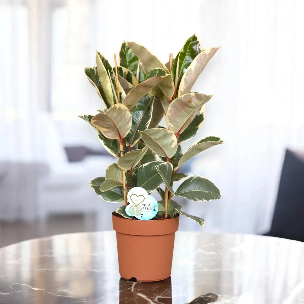 Gardenaria Ficus elastica 'Tineke' - Pianta da interno ornamentale Altezza: 55 cm (vaso 17)