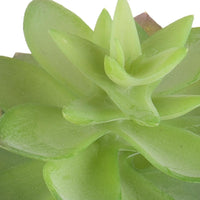 Set 6 Echeveria Cactus Artificiale Altezza 21 cm Verde
